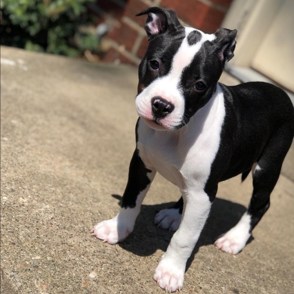 Meet your Posher, Fatala - Picture 1 of 1